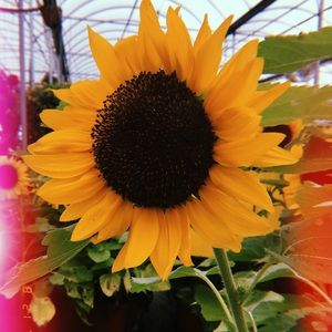 Meet your Posher, Kira